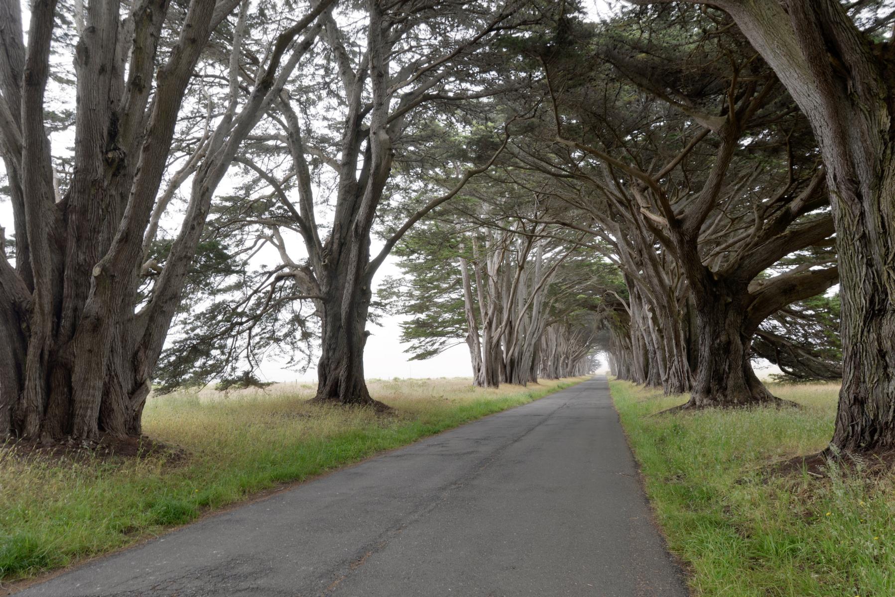 Cypress Tunnel