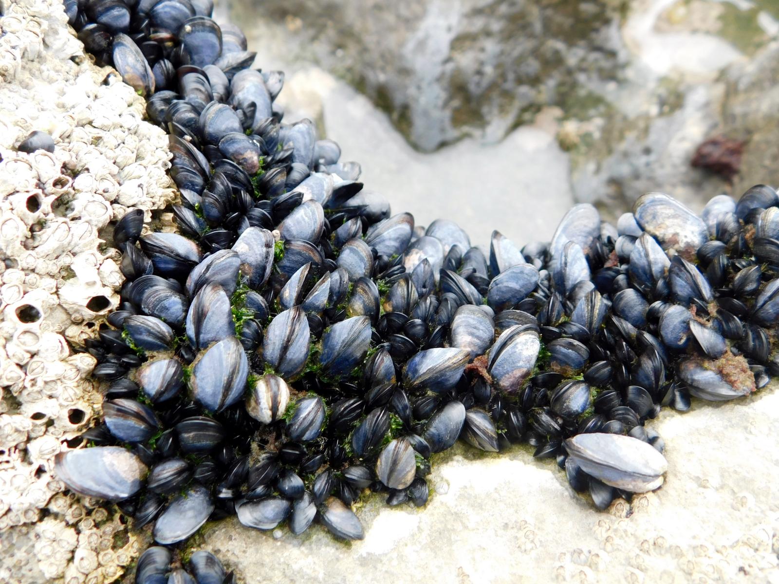 Mussels